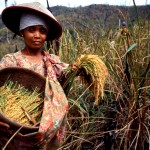 a lady farmer harvesting rice